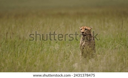 A cheetah posing inside tall grass looking for prey