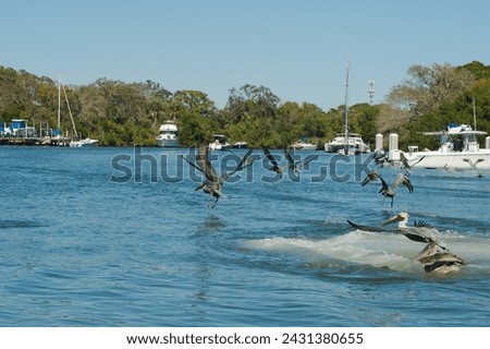Multiple Pelicans Taking off in the Blue Bay water at Maximo Park Marina in St Petersburg, Florida on a sunny day. Other boats, Green trees and docks in the background. Room for copy horizontal shot. Royalty-Free Stock Photo #2431380655