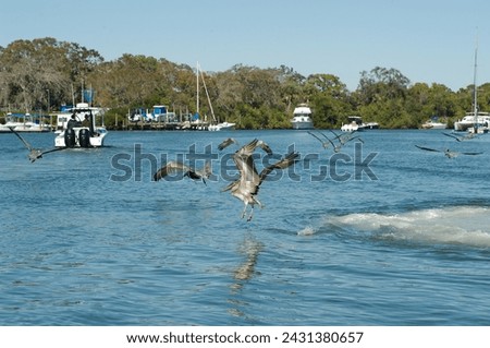 Multiple Pelicans Taking off in the Blue Bay water at Maximo Park Marina in St Petersburg, Florida on a sunny day. Other boats, Green trees and docks in the background. Room for copy horizontal shot. Royalty-Free Stock Photo #2431380657
