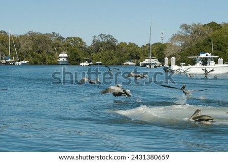 Multiple Pelicans Taking off in the Blue Bay water at Maximo Park Marina in St Petersburg, Florida on a sunny day. Other boats, Green trees and docks in the background. Room for copy horizontal shot. Royalty-Free Stock Photo #2431380659