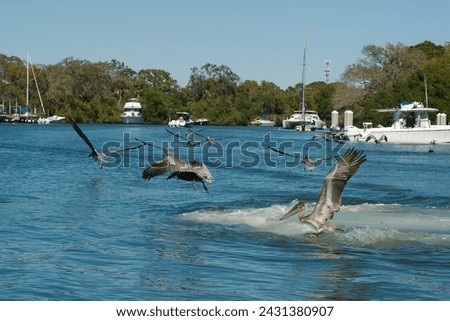 Multiple Pelicans Taking off in the Blue Bay water at Maximo Park Marina in St Petersburg, Florida on a sunny day. Other boats, Green trees and docks in the background. Room for copy horizontal shot. Royalty-Free Stock Photo #2431380907