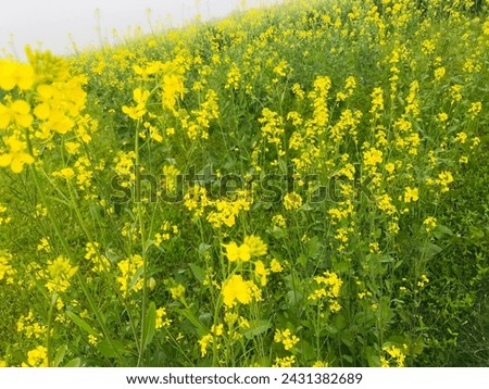 Flower 🌸 greenery pakistan 🇵🇰 beauty