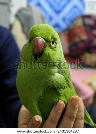 Green Parrot Bird Picture| Green Parrots To Keep As Pets | Red Beak Parrot 