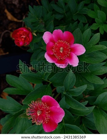 Closeup of the rose pink flowers of the early summer flowering peony garden plant paeonia officinalis anemoniflora rosea.