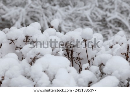 korea snow falling winter landscape