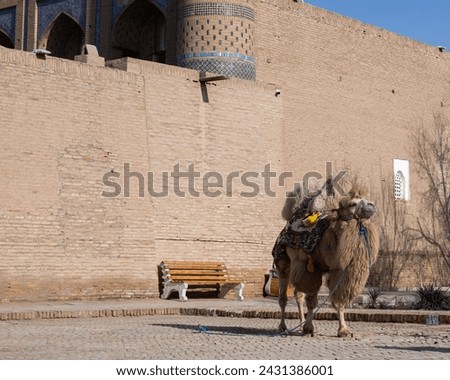 Bactrian camel or Mongolian camel on the streets of Khiva, Uzbekistan Royalty-Free Stock Photo #2431386001