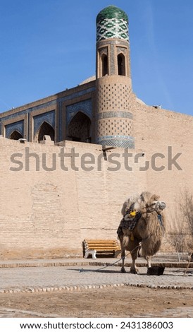 Bactrian camel or Mongolian camel on the streets of Khiva, Uzbekistan Royalty-Free Stock Photo #2431386003