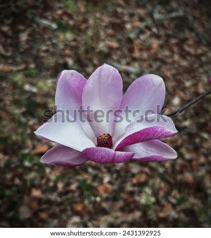 Beautiful purple Magnolia flower bloomed