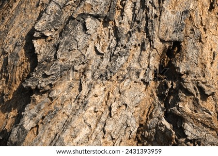 Old tree texture. Bark pattern, For background wood work, Bark of brown hardwood, thick bark hardwood, residential house wood. nature, tree, bark, hardwood, trunk, tree , tree trunk close up texture Royalty-Free Stock Photo #2431393959