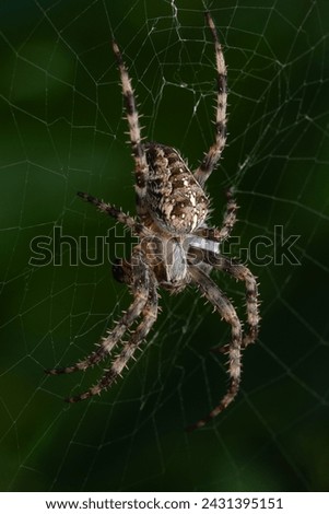 A European garden spider sitting in a web with prey on a dark green background. 