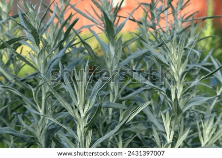 Artemisia Ludoviciana bush. Silver queen. Close up and isolated. Summer day in Skara, Sweden, Europe.  Royalty-Free Stock Photo #2431397007