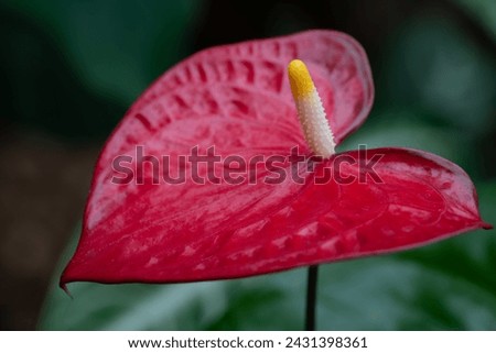 Close-up of the red leaf of a large flamingo flower (Anthurium andraeanum). The flower has its pollen in the center. Royalty-Free Stock Photo #2431398361