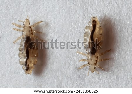 Detailed macro photography captures two head lice in sharp focus, isolated against the pure white backdrop of a paper sheet.