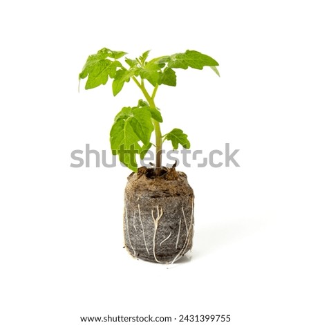 Seedling of tomato in jiffy peat pellets. tomato with a root cover and soil. Isolated on white background.  Royalty-Free Stock Photo #2431399755
