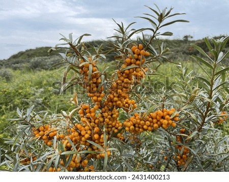 Sea buckthorn is growing on the small island Dune next to the German island Heligoland. Royalty-Free Stock Photo #2431400213