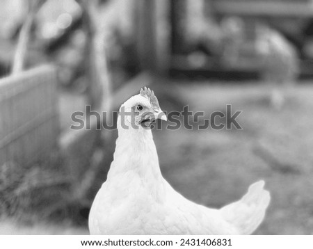 Black and white of a small hen in the barnyard.