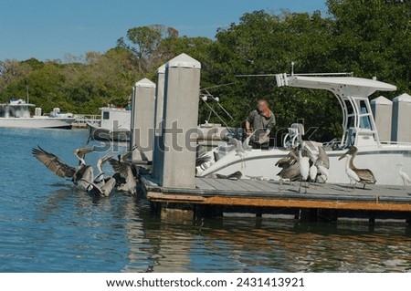 Multiple Pelicans at the back of a fishing boat waiting for bait in the Blue Bay water at Maximo Park Marina in St. Petersburg, Florida on a sunny day. Other boats, Green trees and docks in the back. Royalty-Free Stock Photo #2431413921