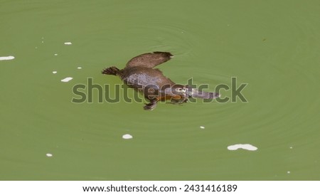 a platypus chews a food item on the surface of a pool at eungella national park of queensland, australia