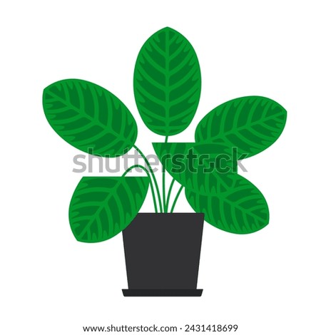 Calathea zebrina, houseplant. The Zebra plant. Light-green leaves foliage with dark green stripes. Indoor plant in a flower pot, vector illustration. Isolated on white. Minimalist style Royalty-Free Stock Photo #2431418699