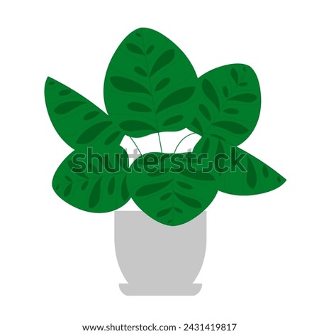 Calathea makoyana, houseplant. The Peacock Plant. Light-green leaves foliage with dark green spots and blotchy patterns. Indoor plant in a flower pot, vector illustration. Isolated on white. Minimalis Royalty-Free Stock Photo #2431419817