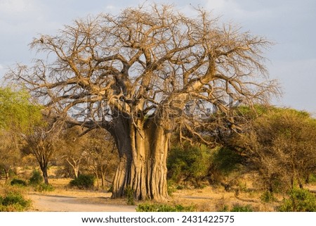 Baobab or boab, boaboa, bottle tree, upside-down tree and monkey bread tree in Tarangire National Park,Tanzania Royalty-Free Stock Photo #2431422575