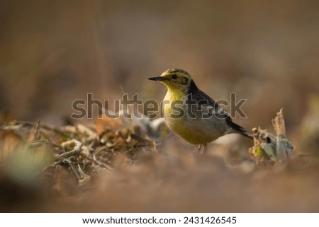Citrine Wagtail Closeup in morning Royalty-Free Stock Photo #2431426545