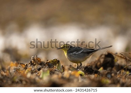 The Citrine Wagtail in morning  Royalty-Free Stock Photo #2431426715