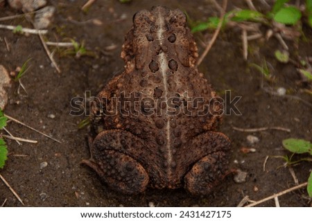 The back of a Toad