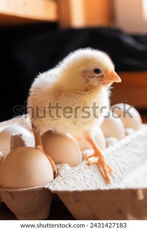 A broiler chicken and an egg tray on a wooden background.Breeding of domestic animals, agriculture.Vertical photo