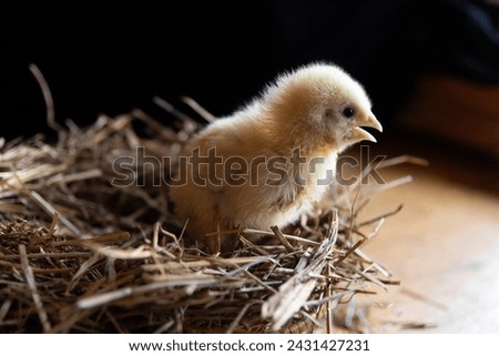 A broiler chicken sits in a nest made of straw. a newborn chicken on a black background.Breeding of domestic animals,agriculture.