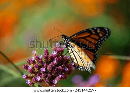 butterfly on a verbena flower with defocused floral background