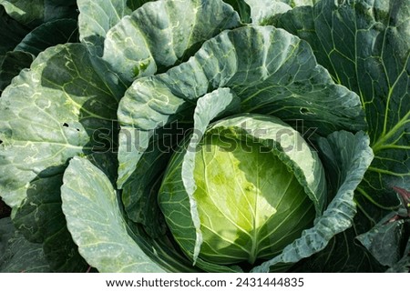Cabbage that the garden grows for sale and for personal consumption is commonly stir-fried, boiled, or used as a side dish, preferably eaten fresh.