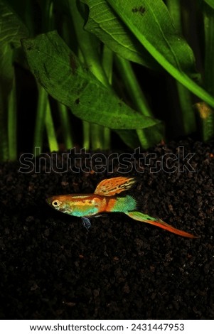 Sword bottom guppy fish with a green aquascape plant background.