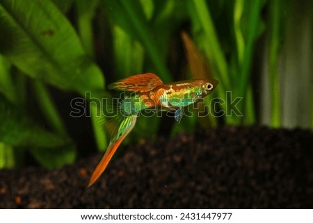 Sword bottom guppy fish with a green aquascape plant background.