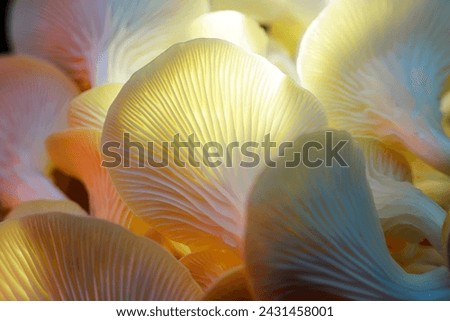 Yellow surreal art lighting effect, close-up lens texture of mushroom spores

