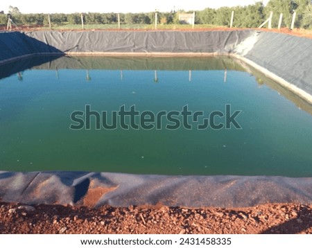A picture of a drip irrigation water collection basin in the middle of an olive grove
