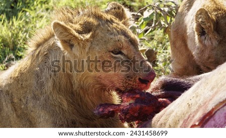 Young male lion small mane eats his booty Ngorongoro crater national park Africa Tanzania. High quality photo
