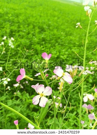 Beautiful picture of flower with green grassy background.