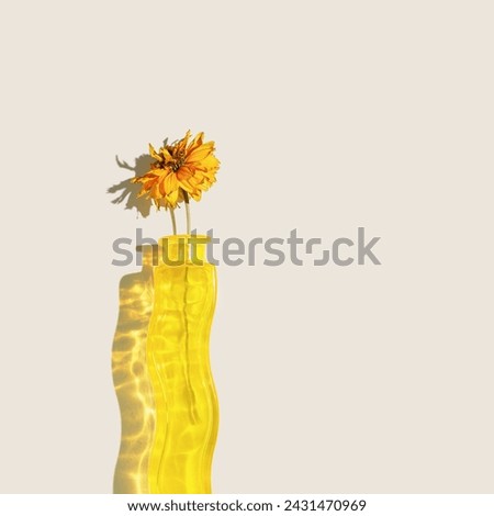 Yellow dried flower cosmos in yellow glass vase with colored reflection on beige background, beautiful shadow from sunlight, Autumn still life, creative aesthetic minimal style flat lay, copy space