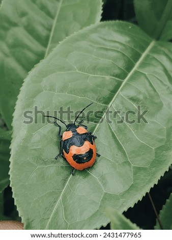 photo of a beetle on a wide green leaf