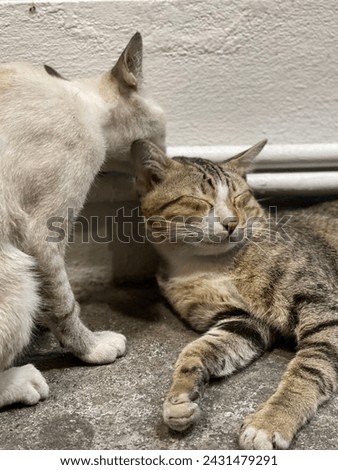 Tubby cat dark color sleeping and light color cat liking head. Royalty-Free Stock Photo #2431479291