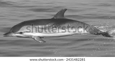 picture of beautiful grey shark