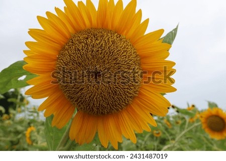 Sunflowers stood high in the fields, their golden flowers sparkling in the sun. The sunflower is surrounded by green leaves and stems, adding a touch of life to the picture.