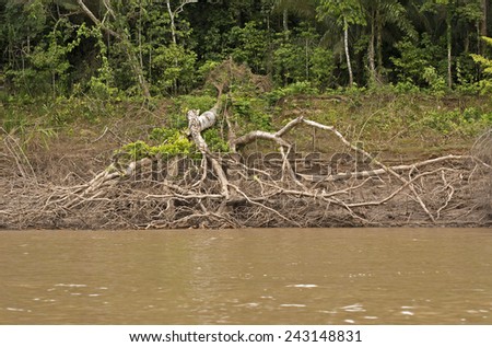 River in the Amazon rain forest, Peru