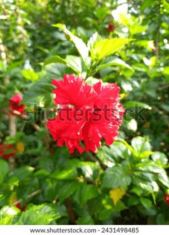 In Indonesia it is usually called hibiscus flower