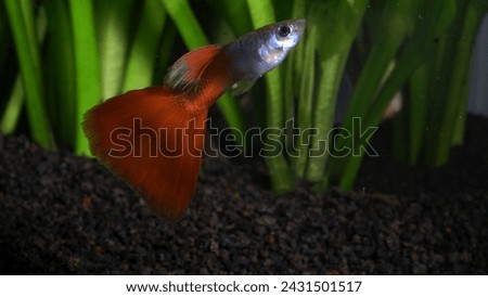 Delta tail guppy fish with a green aquascape plant background.