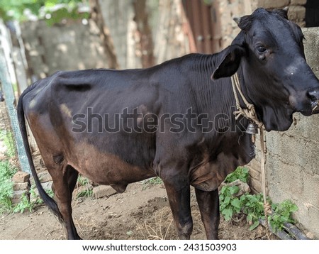 beautiful cow with portrait picture 