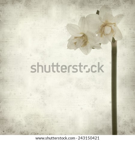 textured old paper background with doule narcissi