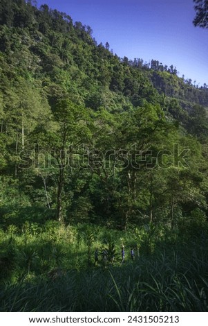 beautiful view in the forest of Mount Gajah Valley, Semarang Regency, Central Java, Indonesia. You can see the rice fields and cliffs around the location