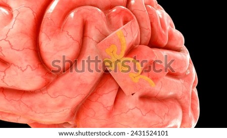 Anatomy of Brain sulci and gyri 3d illustrator